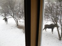 20140116_MooseVisit2_1.JPG