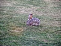 Rabbit.jpg