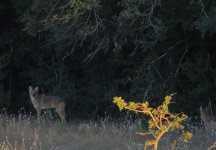 coyote2.jpg