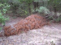 517984-deadcedar.jpg