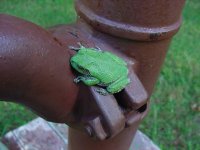 518862-Green frog on pump.jpg