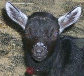 432708-lizzie - six weeks.jpg