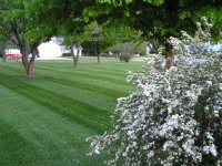 432755-Lawn2.JPG