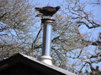 565675-birdhotfeet.jpg