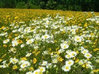 433125-Plants, Flowers along road, May 04.jpg
