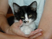 477322-Karri1.jpg