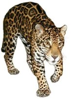 391809-jaguara.jpg