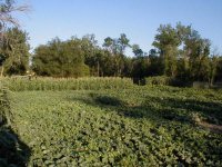 566284-03 garden.jpg