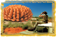478056-Outback Steakhouse.gif
