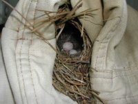 433755-Ladder nest 3.jpg