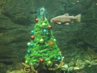 Fish Tank X-mas Tree EM.JPG