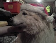 Weasel in Santa's Hat.jpg