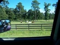 Watoosi Ranch between Willis and Montgomery.jpg