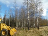clearing trees 001.jpg