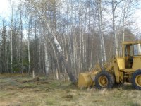 clearing trees 004.jpg