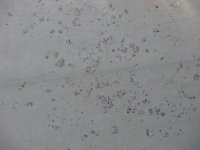 salt-damage-2.JPG