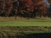 IMG_9033.jpg