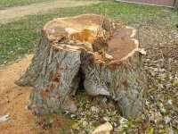 stump.JPG
