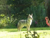 Coyote_Delridge.jpg