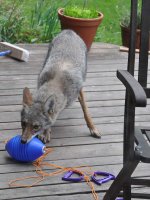 Coyote_Delridge_20110524.jpg