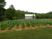 garden pics tomatoes 009 (Medium).JPG