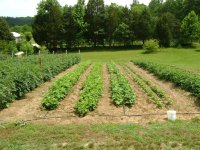 garden pics tomatoes 004 (Medium).JPG