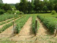 garden pics tomatoes 005 (Medium).JPG