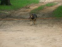 4-14-12 Booger with a football in his mouth.jpg