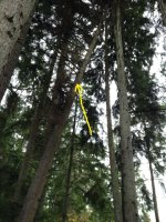Tree_0102.JPG
