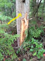 Tree_0103.JPG
