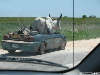 Men-Transporting-Livestock1.png