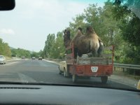 camel.jpg