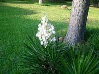 yucca2.jpg