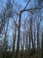 Tree Inversion 001.jpg