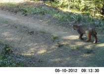 20120510-Bobcat_72.jpg