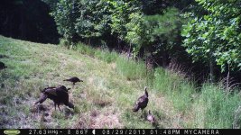 Turkeys  & babies 2PM n. field.jpg