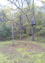 Creek Tree Stand 9-13.jpg