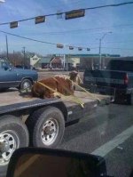 cow on trailer.jpg