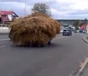 hay2.jpg