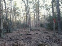 clearing progress. top of driveway 2-25-14.jpg