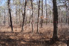 trees marked 2 2-23-14.jpg