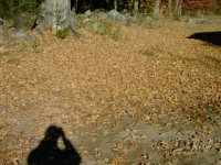 520557-PICT0133 (480 x 360).jpg