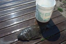 434351-flounder 2.JPG