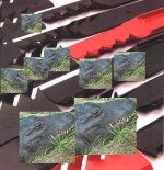 434471-gator blades.jpg