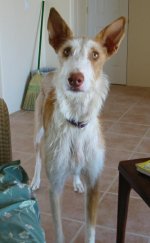 434674-Mookie.jpg