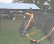 521337-bridle.jpg