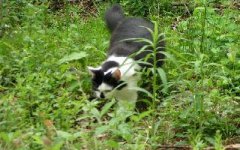 435425-Jungle 2.JPG
