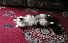 435627-Bop resting.JPG