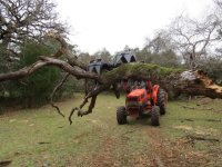 grapple limb.jpg