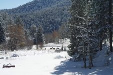 Deer 4-14-14.jpg